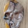 skull